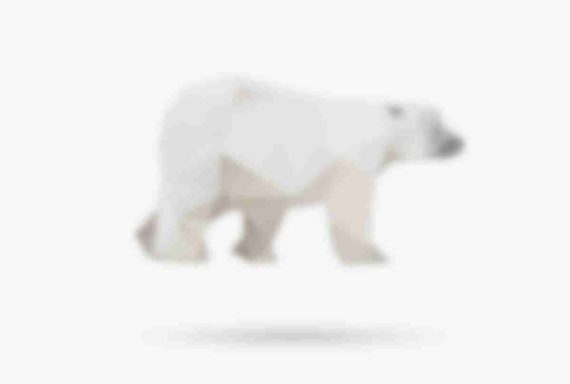 polar-bear